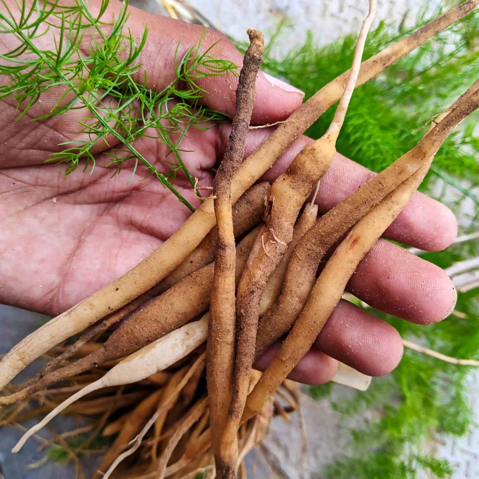 शतावरी