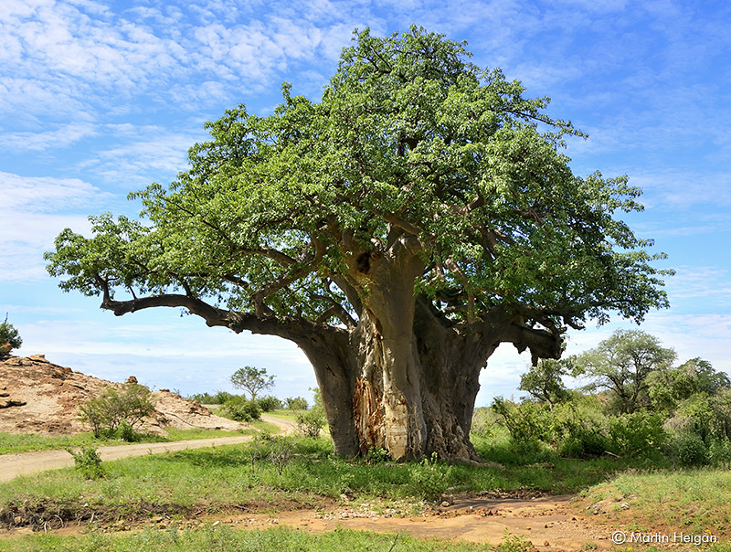 Baobab