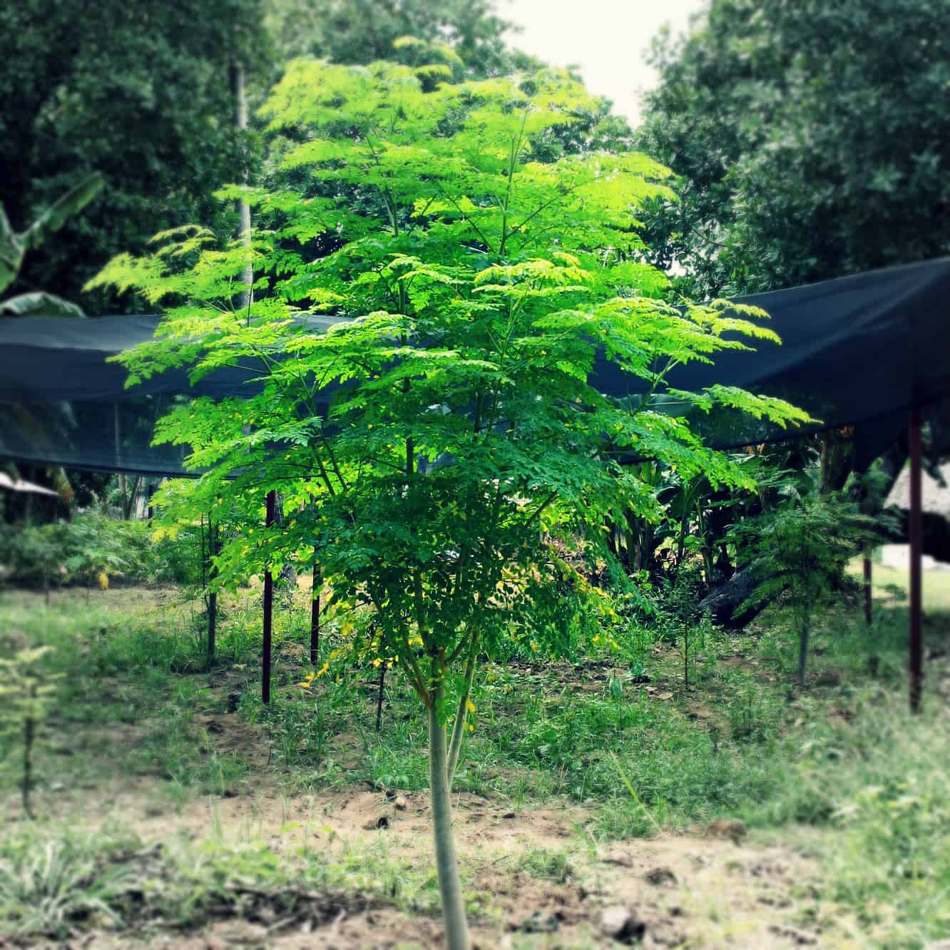 Moringa